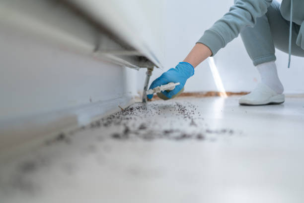 Best Affordable Pest Control Services  in Martinsvle, IL